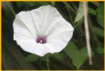 Common Morning Glory