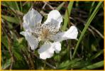 Wild Strawberry