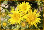 Coastal Gumplant
