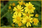Cress-leaf Groundsel