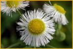 Eastern Daisy Fleabane