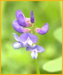 Buffalo Peas