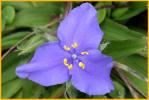 Western Spiderwort