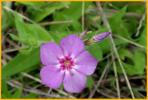 Annual Garden Phlox