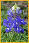 Texas Bluebonnet