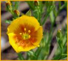 Yellow Flax