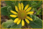 Sea Daisy
