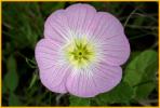Pink Evening Primrose