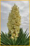 Spanish Bayonet