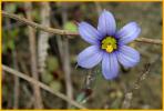 Blue-eyed Grass