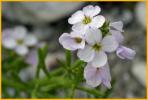 Spring Cress