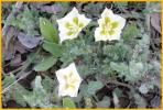 Dirty False Nightshade