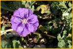 Purple Ground Cherry