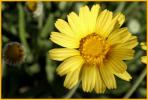 Stemless Hymenoxys