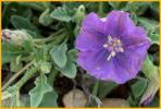 Arizona Blue-eyes