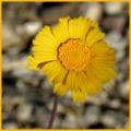 Four-nerved Daisy