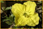 Missouri Primrose