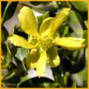 Creosote