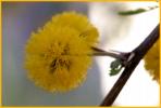 Huisache (Acacia)