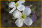 Pale Meadow Beauty