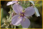Pale Meadow Beauty