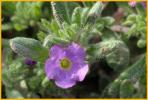 Woolly Locoweed