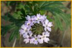 Prairie Verbena
