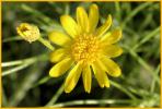 Five-needle Fetid Marigold