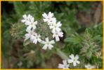 Dakota Mock Vervain