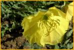 Sundrops