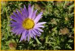 Tahoka Daisy