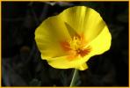 Mexican Gold Poppy