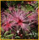 Fairy Duster