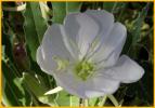 Tufted Evening Primrose