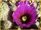 Engelmann's Hedgehog Cactus