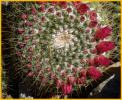 Fishook Pincushion Cactus