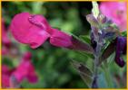 Rosy Desert Beardtongue