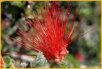 Baja Fairy Duster