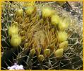 California Barrel Cactus