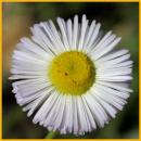 Spreading Fleabane