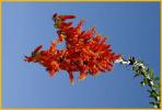 Ocotillo Cactus