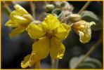 Monkeyflower