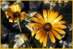 Orange Daisy