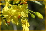 Palo Verde