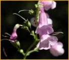 Parry's Penstemon