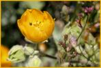 Heartleaf Suncup
