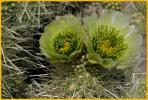 Teddy Bear Cholla Cactus