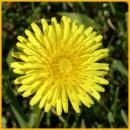 Common Dandelion