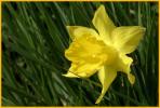 Wild Daffodil