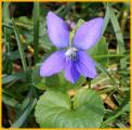 Common Blue Violet